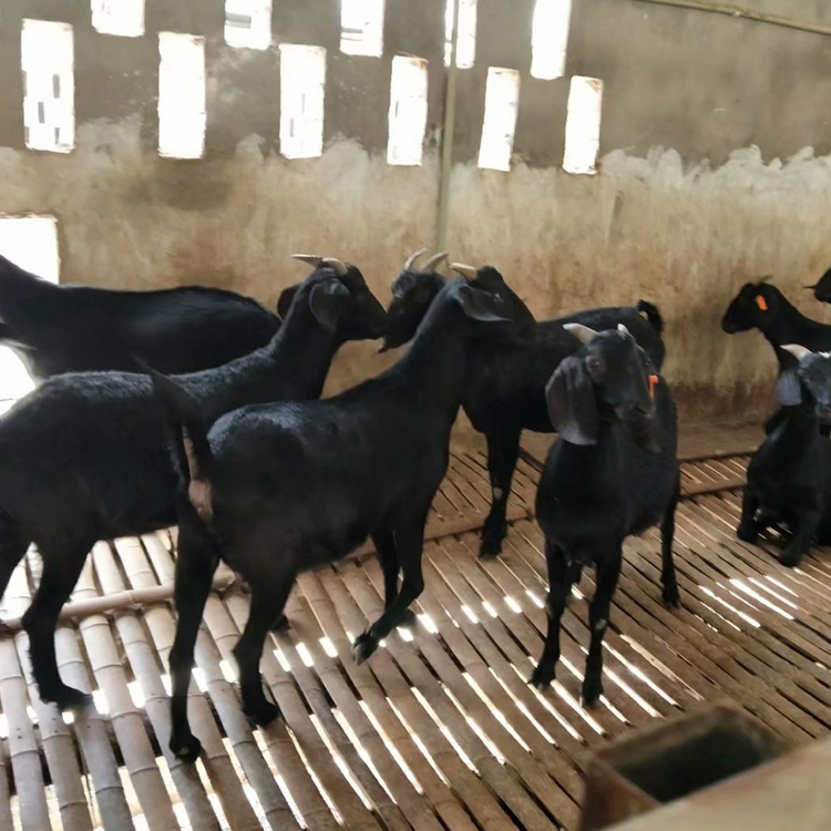 黑山羊活苗 多品种肉羊苗价格 黑山羊母羊价格 现代 活体批发