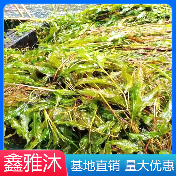 鑫雅沐狐尾藻水生植物净化水质