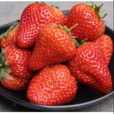 红颜99 草莓脱毒原种扩繁苗量大优惠