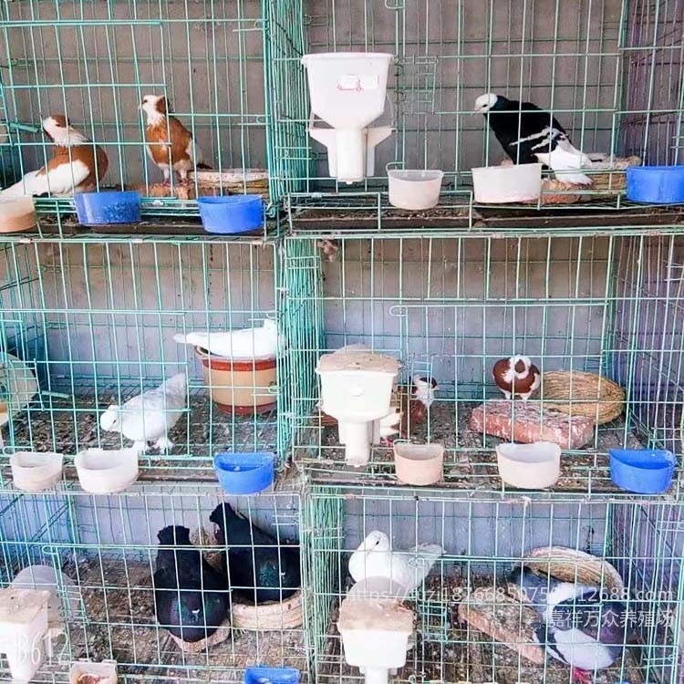 湖南观赏鸽养殖场 观赏鸽品种种类价格  好看的观赏鸽品种图片