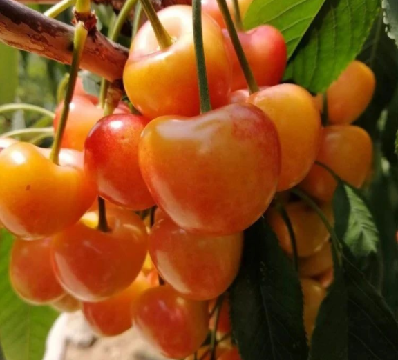 品种樱桃，车厘子南北方结果带土球发货提高成活率当年结果