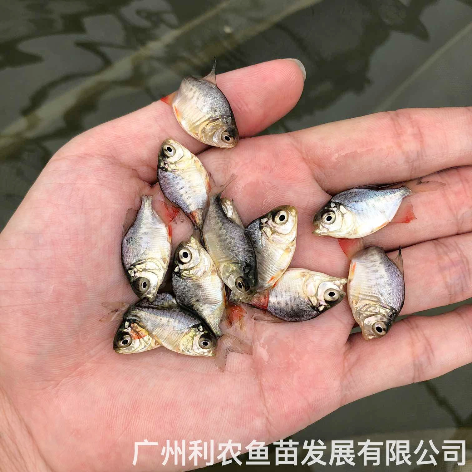 广西柳州红鲳鱼苗出售广西崇左淡水白鲳鱼苗养殖基地