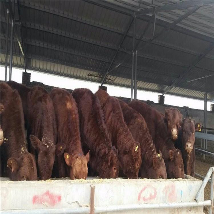 肉牛养殖场厂家直供 山东肉牛养殖场 改良肉牛小牛犊 鼎荣 常年供应
