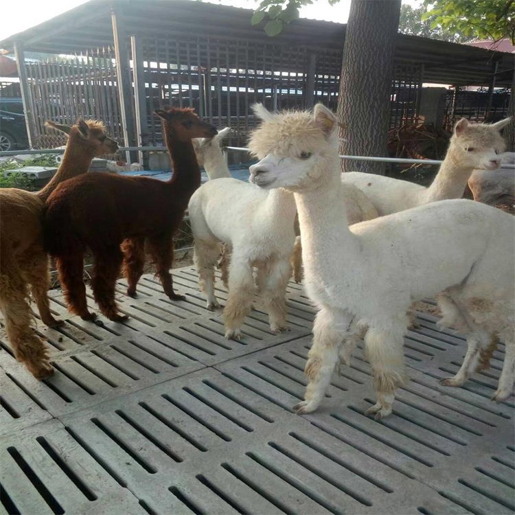 甘肃羊驼养殖场 羊驼租赁 羊驼出租 景区羊驼租赁 羊驼出售