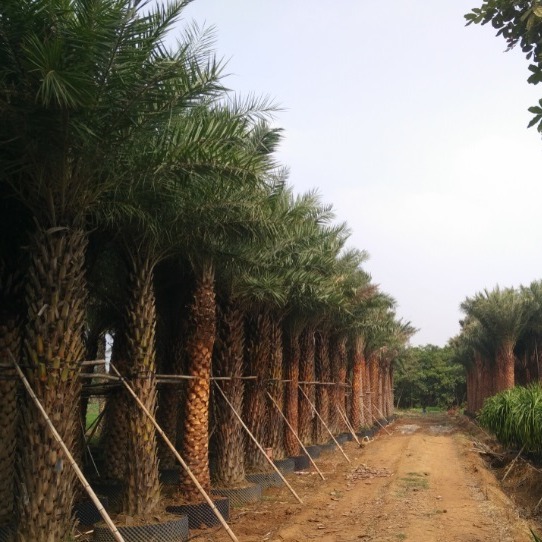 海南海口中东海枣种植基地直销图片