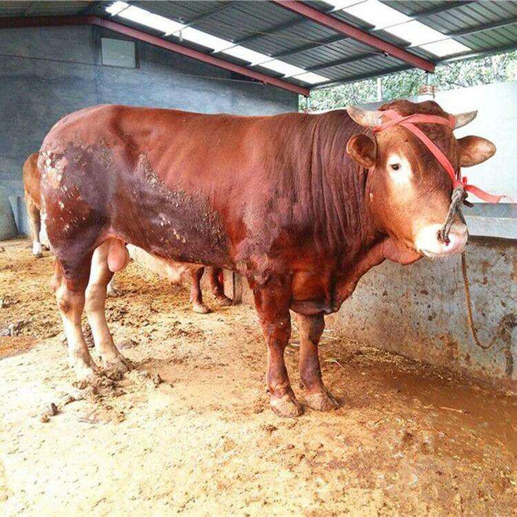 肉牛养殖场批发 正规肉牛养殖场 肉牛养殖技术 鼎荣 厂家直售图片