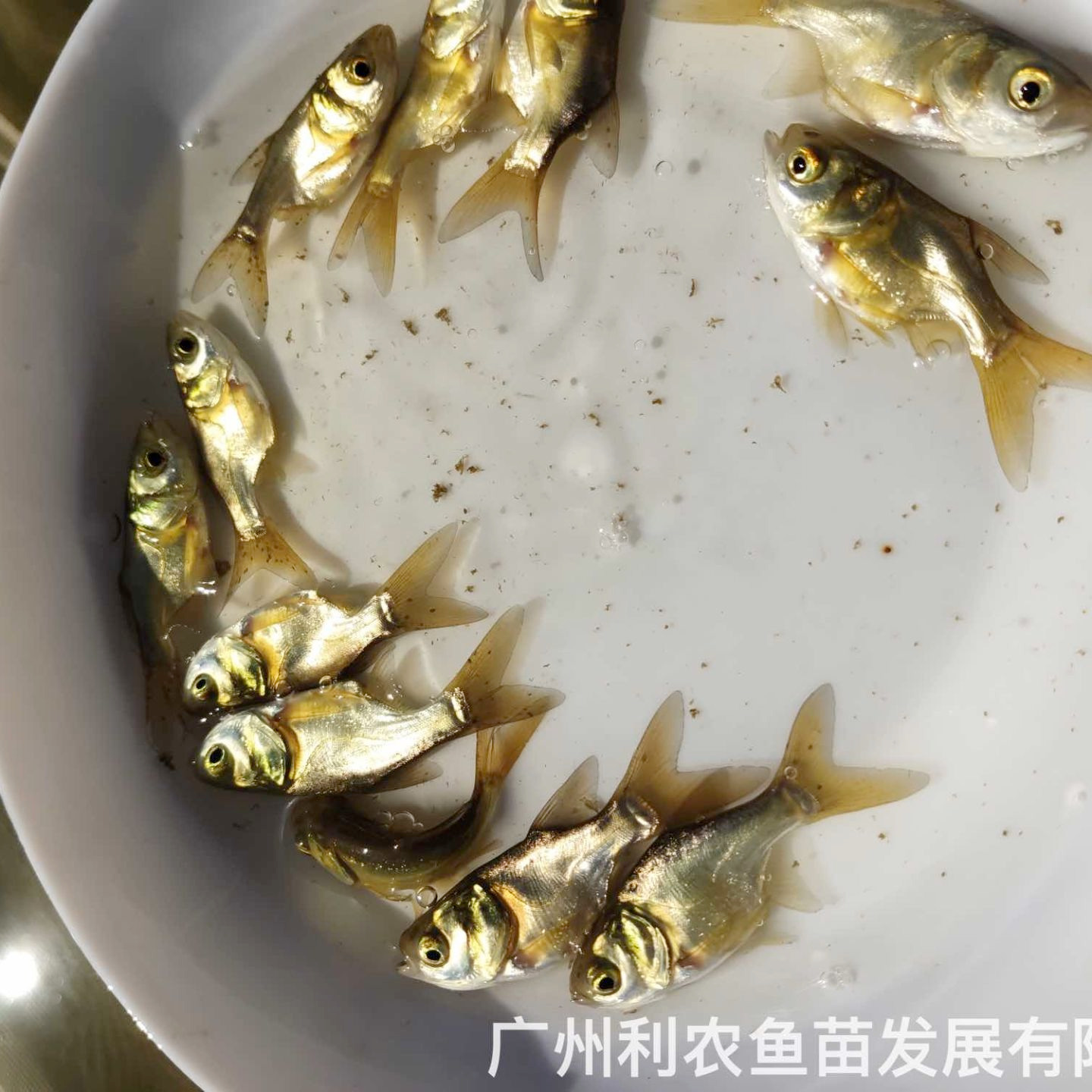 广西钦州仙骨花鲢鱼苗出售出售广西来宾缩骨大头鱼苗批发养殖基地