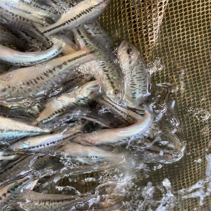 冬季加州鲈鱼苗价格 养殖鲈鱼日常要求 运输优鲈一号鱼苗方式