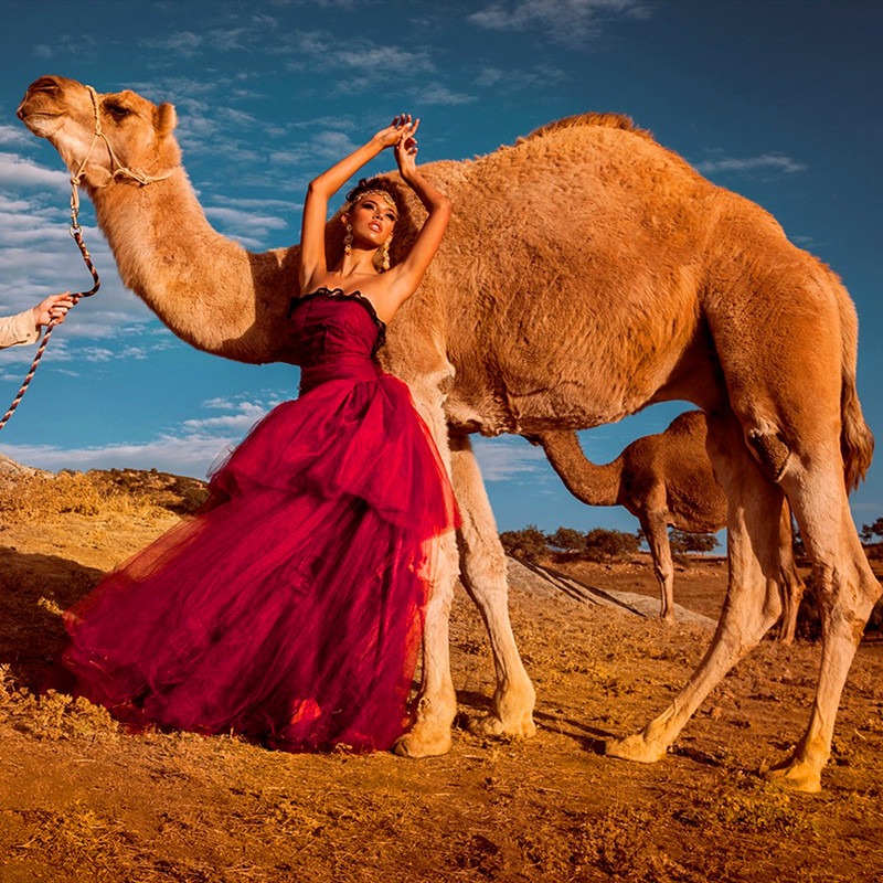 旅游骑乘骆驼 景区骑乘骆驼 训练好的骆驼 免费运输到家