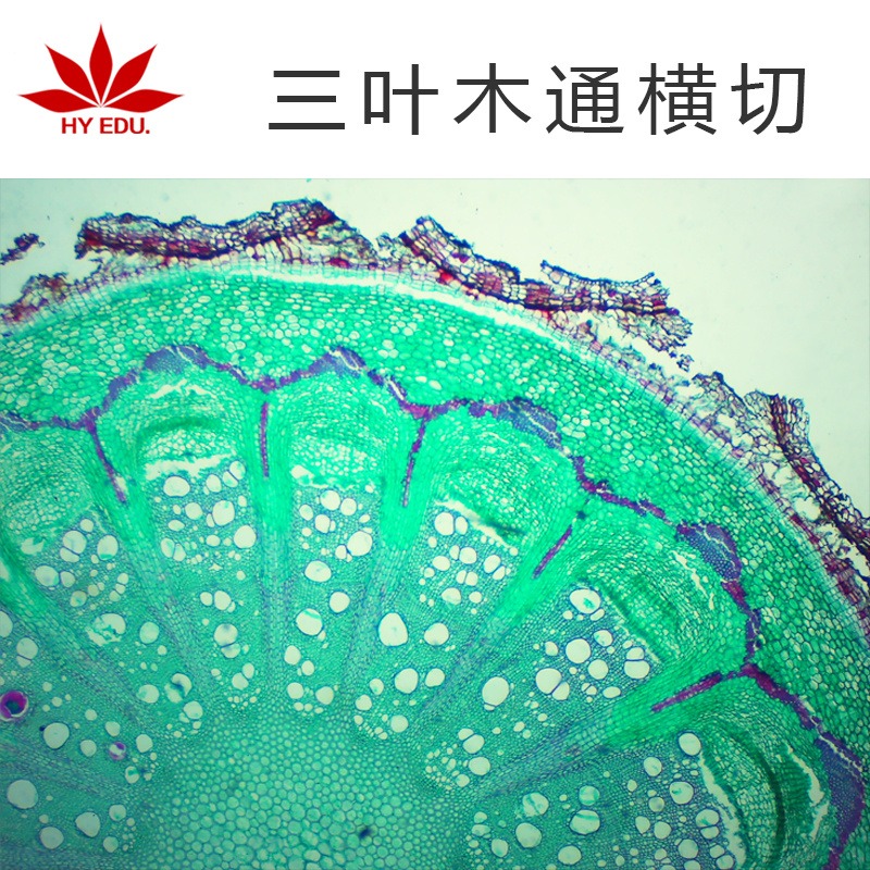 植物类 三叶木通横切   显微镜玻片 生物切片  高教教学