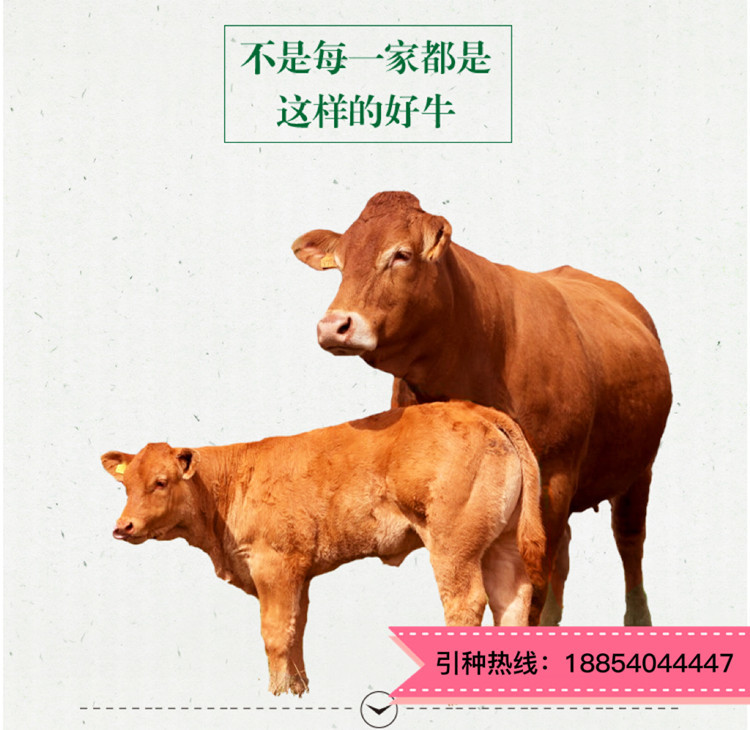 西门塔尔牛养殖视频挑选 西门塔尔小牛母牛犊出售 通凯 四川牛犊示例图12