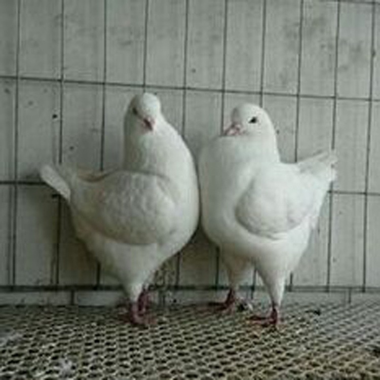 辽宁元宝鸽养殖场 元宝鸽价格 灰色大体元宝鸽 2斤的元宝鸽图片