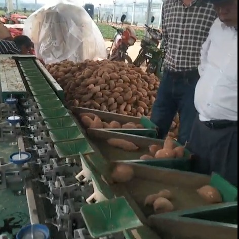 红薯分拣生产线 红薯分类机 果蔬分选机  土豆自动分拣机器图片