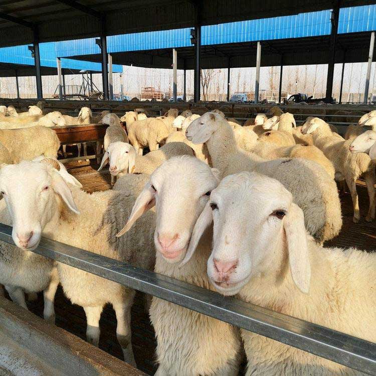 小尾寒羊新品种 现代 小尾寒羊羊羔批发 小尾寒羊养殖规格 价格优