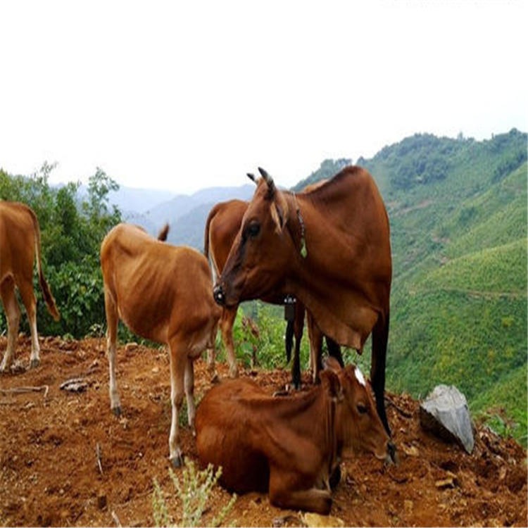 鲁西黄牛活牛 广西小牛犊 通凯 广西省周边大型小牛犊养殖场图片