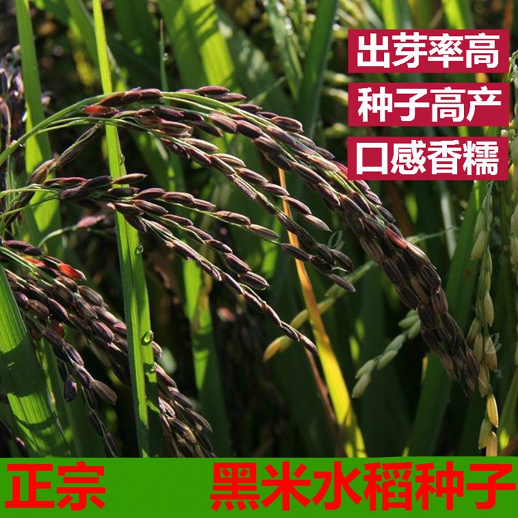 黑米种子批发黑稻谷种子水稻种子高产种1kg黑米稻种子