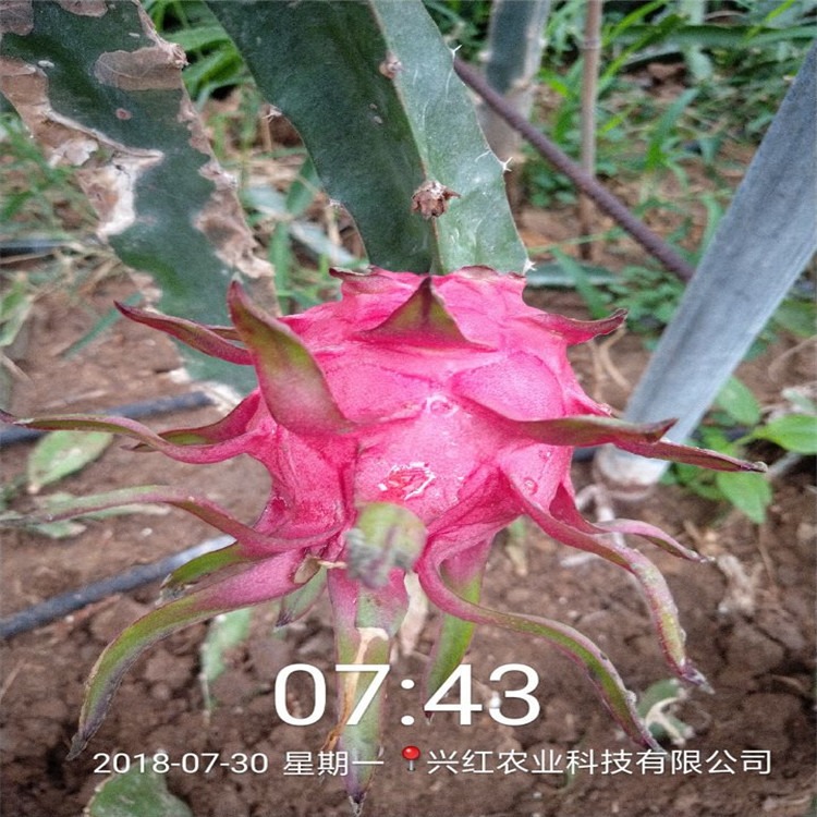 台湾红心火龙果苗 产量高 兴红农业供应优质火龙果苗