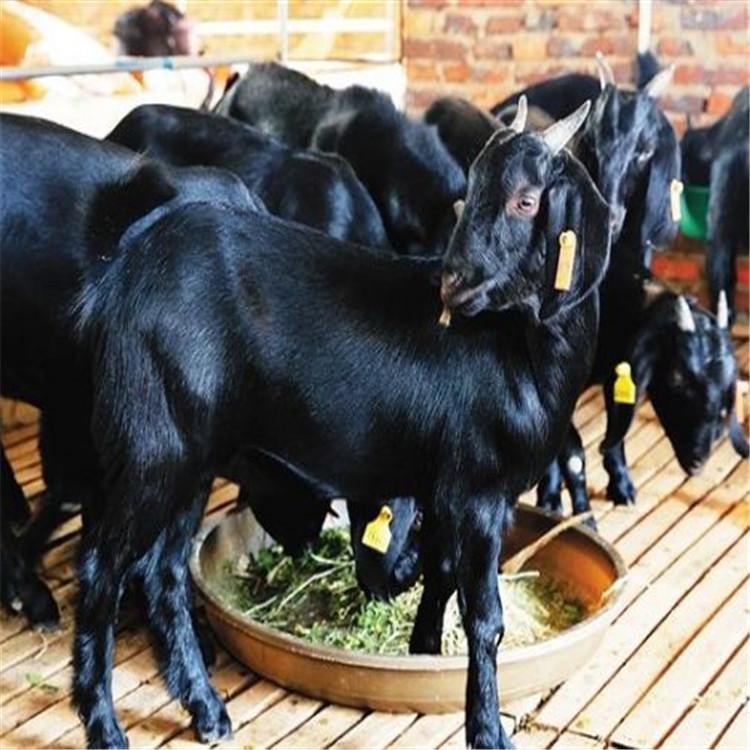 黑山羊羊苗价格 种羊价格母羊活体 3-6个月龄黑山羊羊羔价格 现代 自产自销