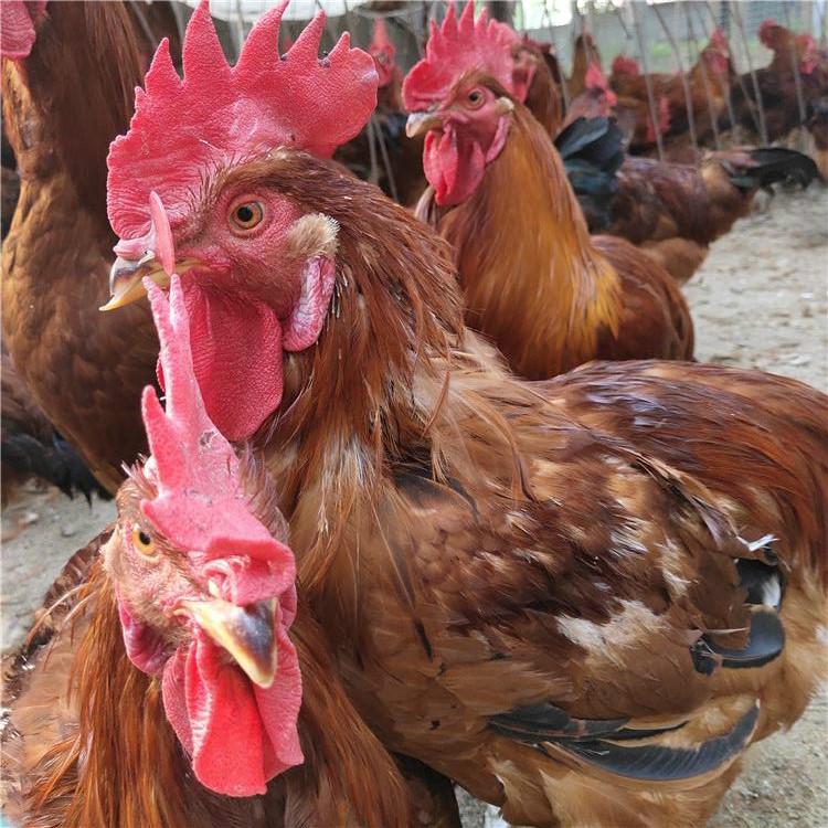 脱温红玉鸡苗厂家 特种珍禽养殖种苗 长势好九斤黄鸡苗 鼎荣 长期供应