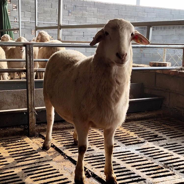 30头肉羊苗成本与利润值 肉羊养殖价格 肉羊产业咨询 养羊基地