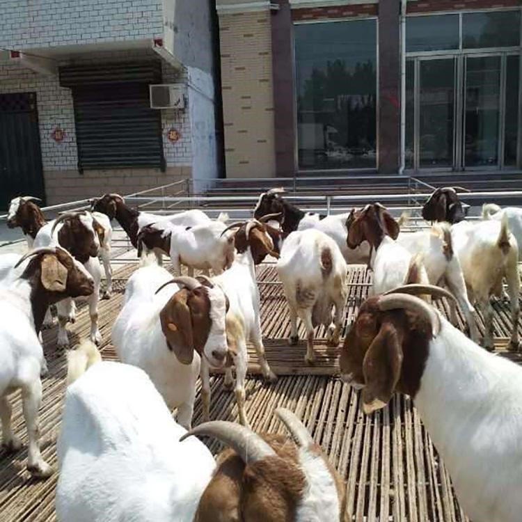 努比亚黑山羊 短毛黑山羊 黑山羊大型种羊基地 通凯肉羊养殖场