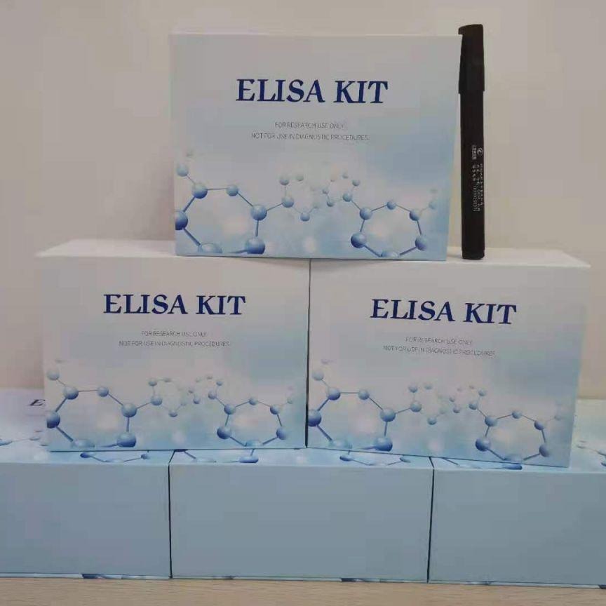 大鼠白介素26试剂盒 IL26 elisa试剂盒 仑昌硕生物