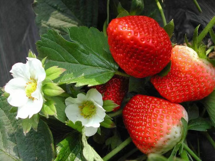红颜草莓苗甜宝草莓苗打冷发货打冷发货