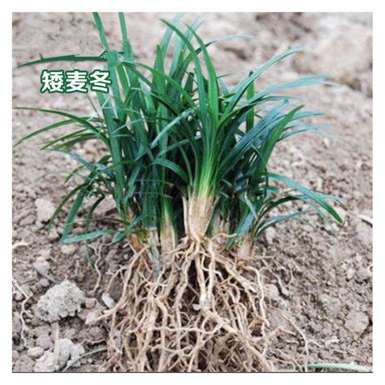 日本矮麦冬草 玉龙草 四季常绿耐寒庭院绿化地被植物小区庭院常绿