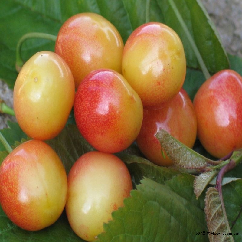 辉煌1-5黄果大樱桃市场前景好20克的大樱桃带土球发货提高成活率