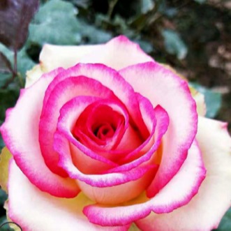 瑞泉花卉基地直供 四季玫瑰苗 中天玫瑰