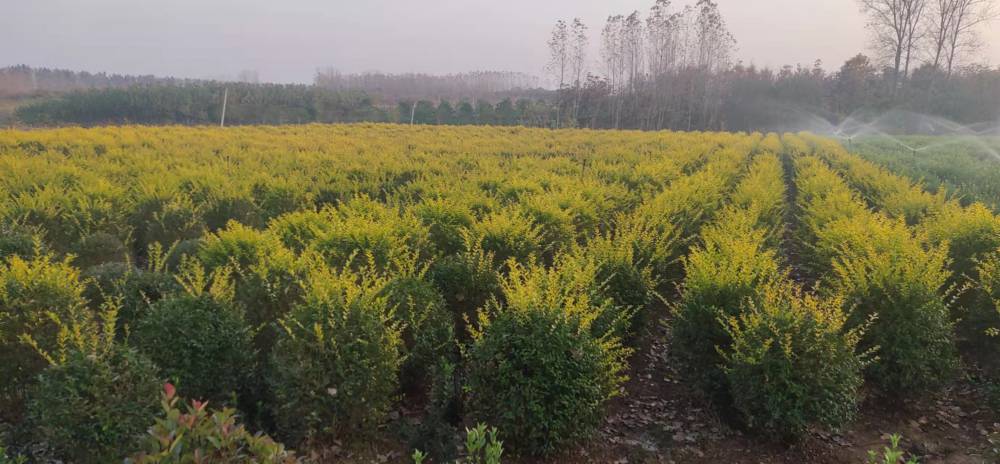 基地批发大叶黄杨树 园林绿化植物法国冬青球