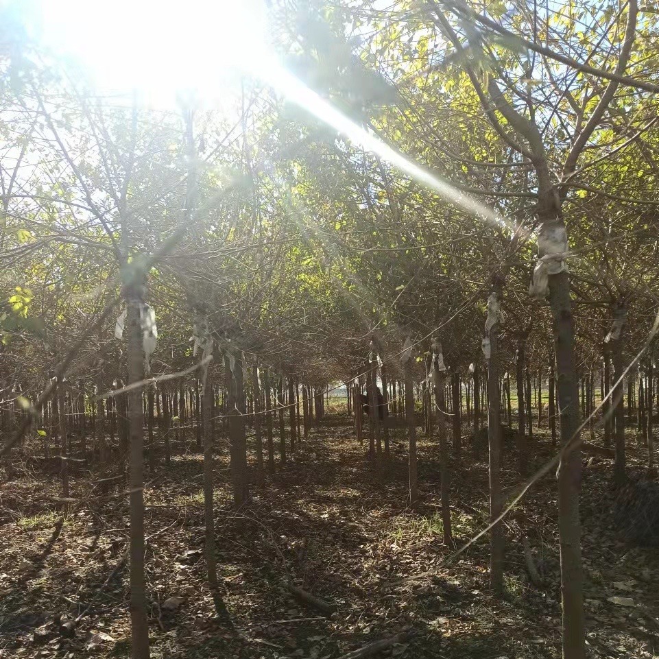 矮杆金叶榆 3-5公分量大 100亩产地直销 规格全 保定大叶园林绿化公司