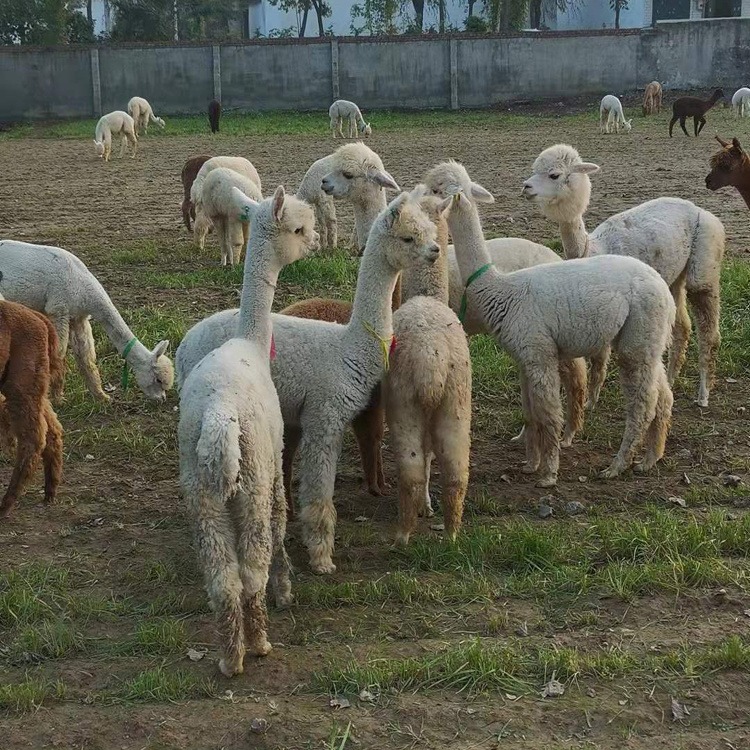 江西羊驼养殖场 河北羊驼租赁 湖南小羊驼出售