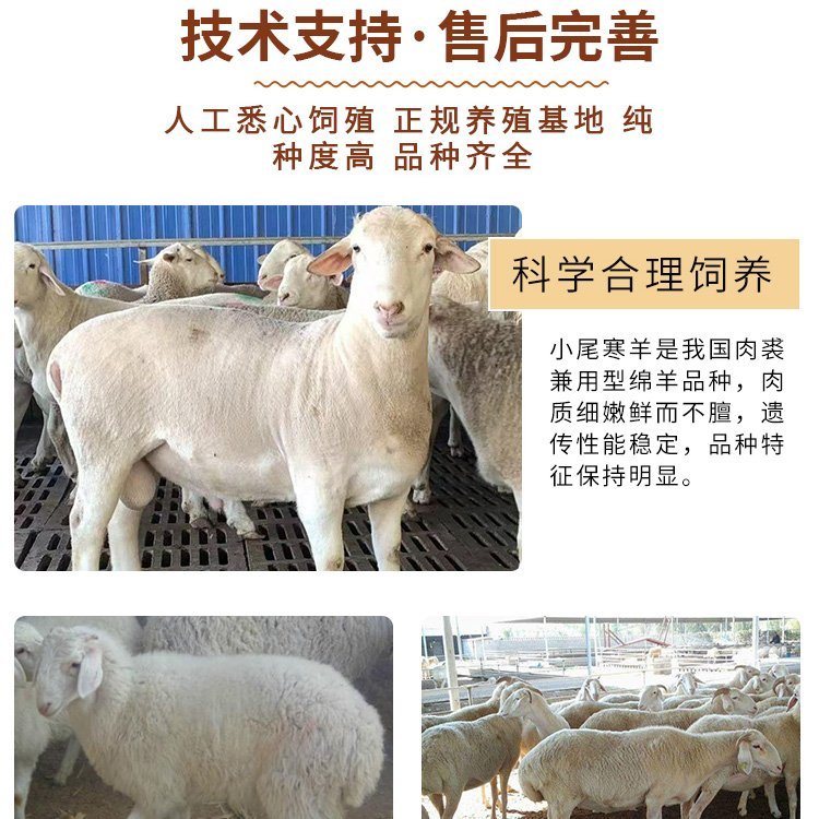 改良小尾寒羊母羊 羊羔 繁殖力强 采食性广 多胎多羔 中威盛养殖示例图2
