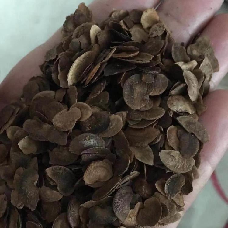 防火林树种子 木荷种子批发 荷木种子产地价格 先淼图片