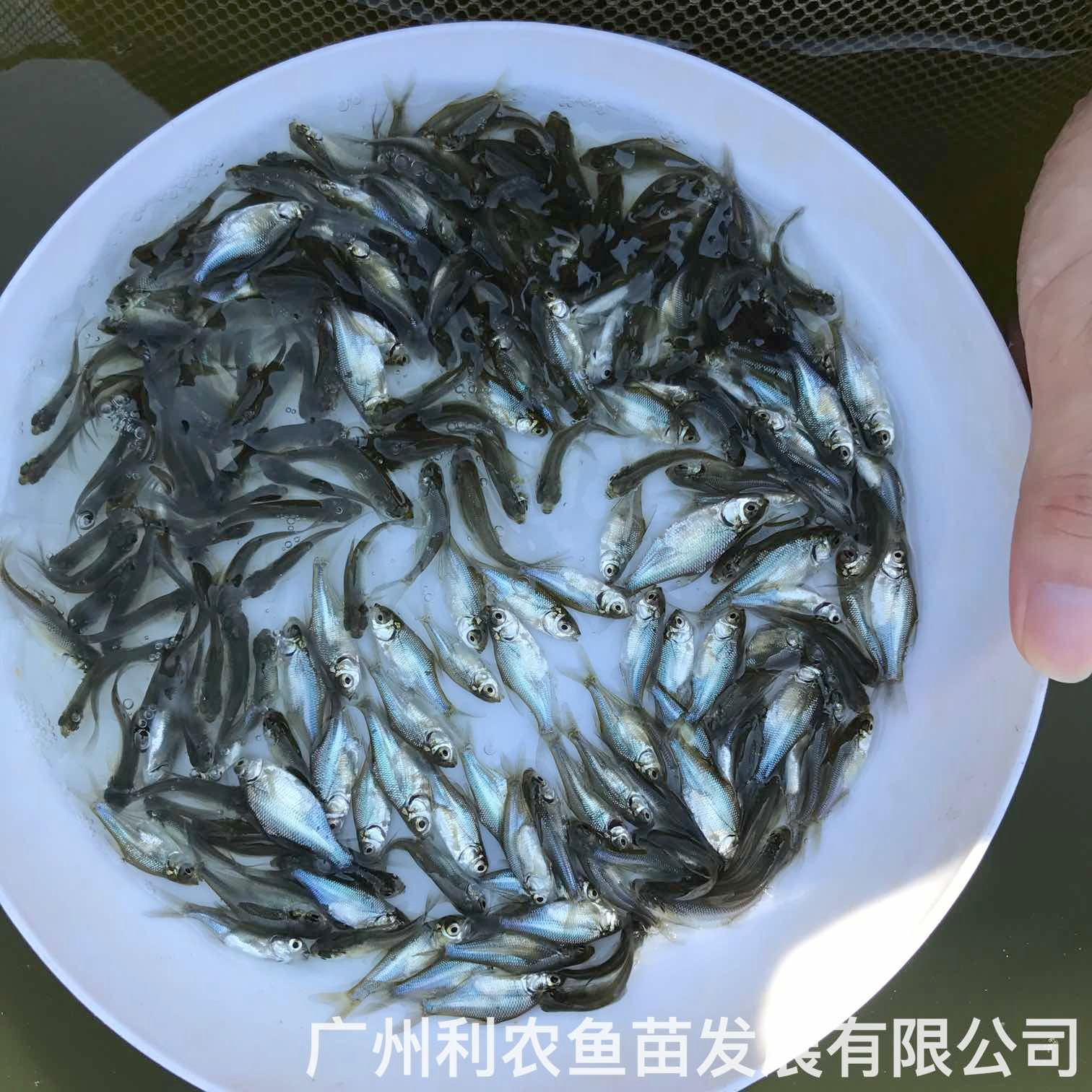 广西柳州武昌鱼苗出售广西崇左三角鲂鱼苗养殖基地