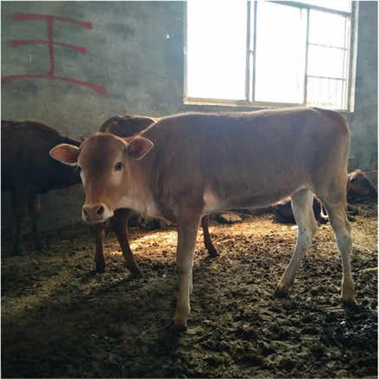 育肥牛养殖利润 2023年育肥牛价格 通凯 陕西西门塔尔牛养殖场图片