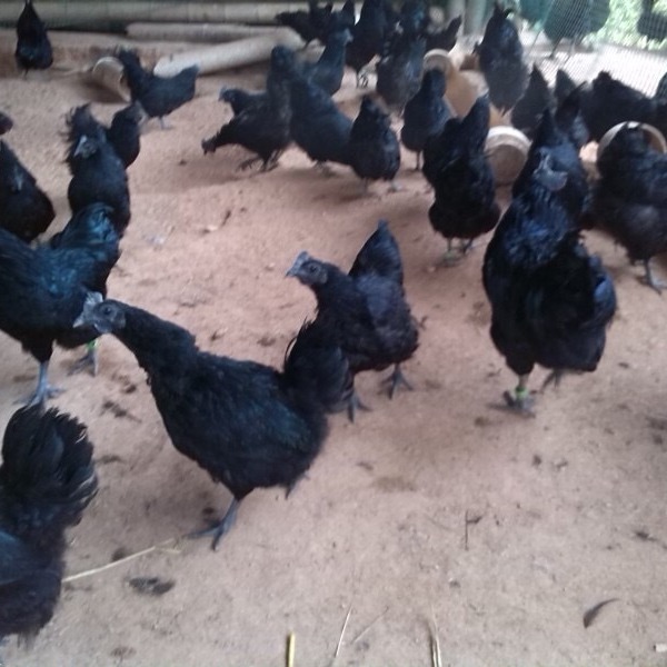 家禽孵化五黑绿壳鸡苗 花鸡苗养殖场量大质优图片