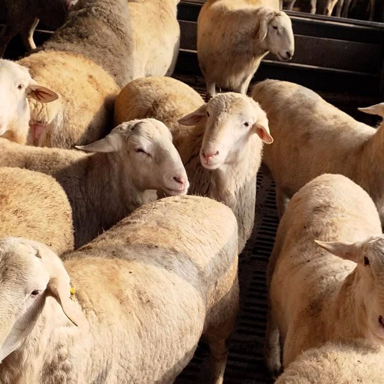 30头肉羊苗成本与利润值 肉羊养殖价格 肉羊产业咨询 养羊基地