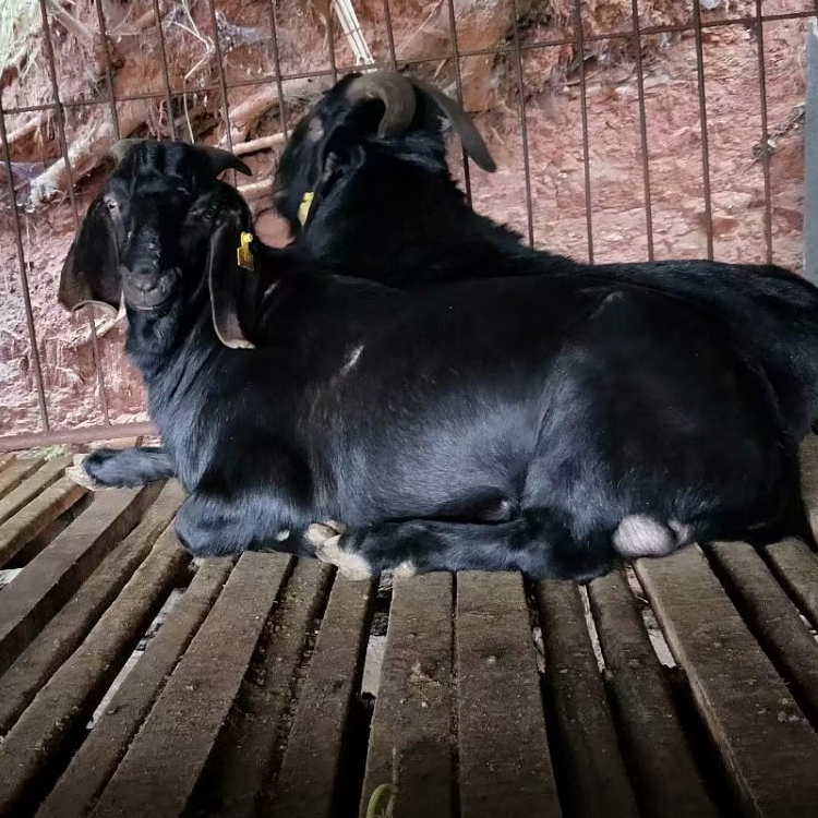 买黑山羊苗 努比亚黑山羊的优缺点 黑山羊出售 现代 常年批发