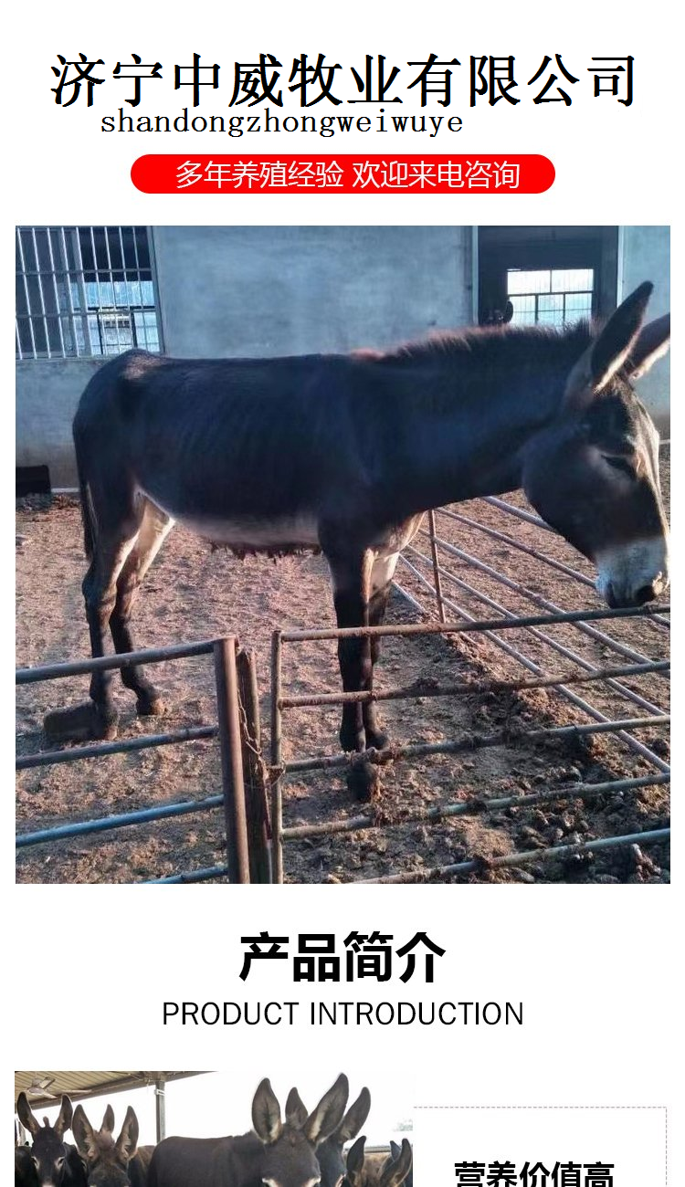 乌头驴肉驴养殖前景行情中旺养殖场