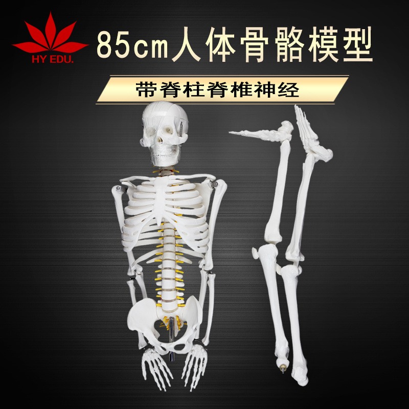 医学模型85CM人体骨骼模型带脊柱脊椎神经 模型展示 医用教学图片