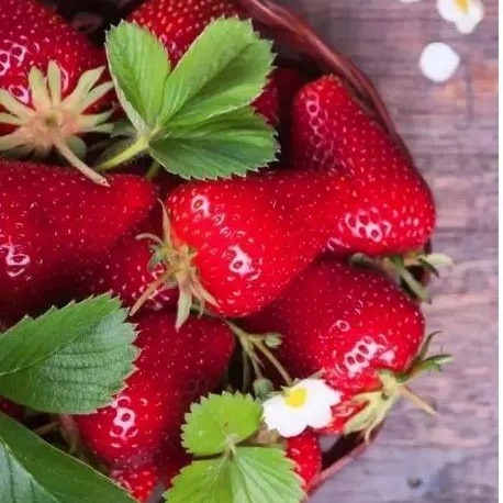 四季红 草莓脱毒原种扩繁苗