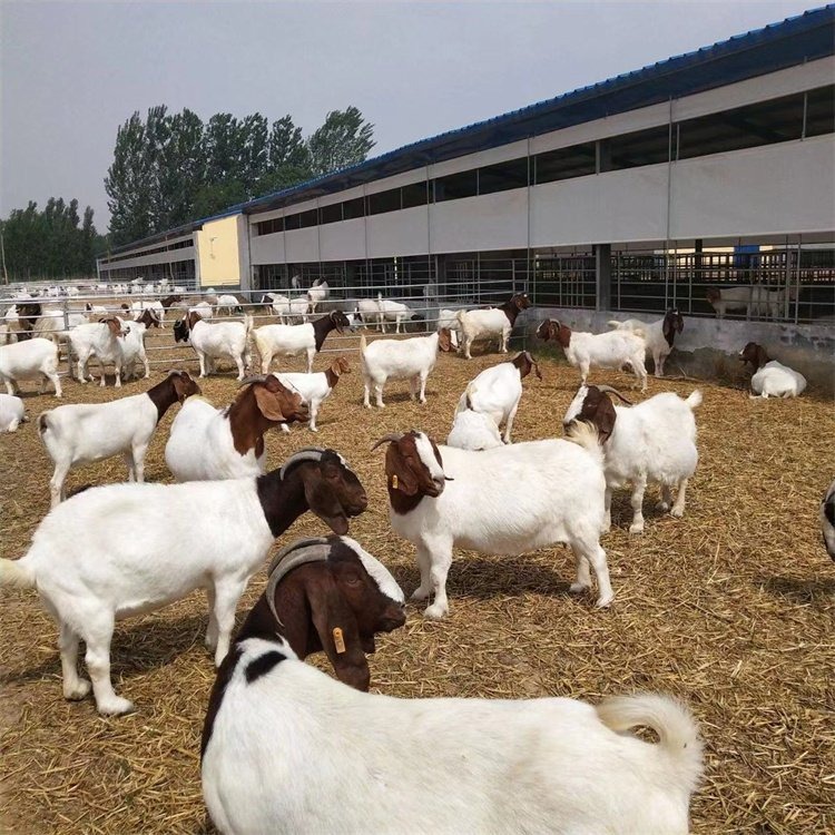 中威牧业 圈养改良育肥波尔山羊羊羔养殖场 好养易活 饲养简单