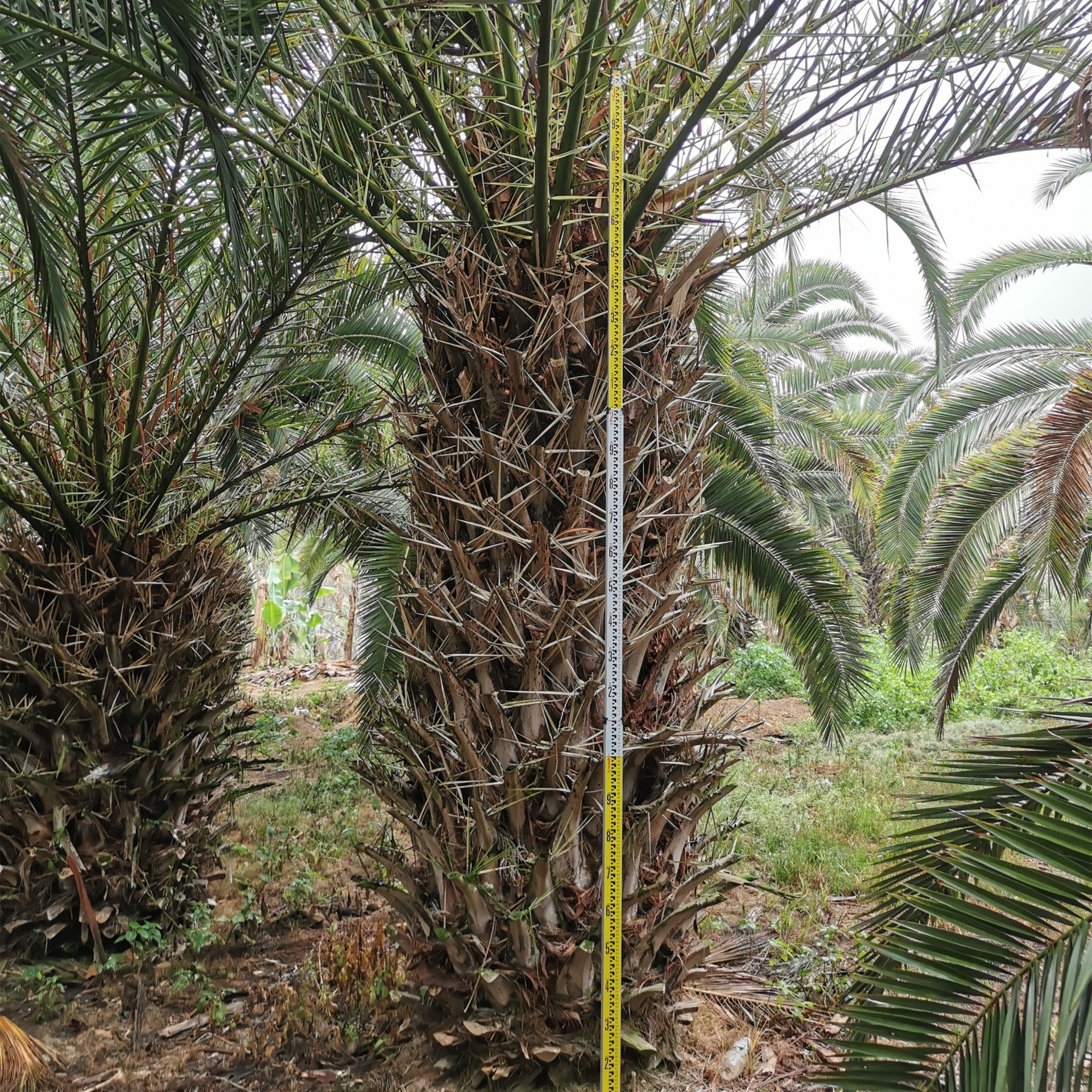 棕榈植物 3米杆加拿利海枣 绿锦园艺