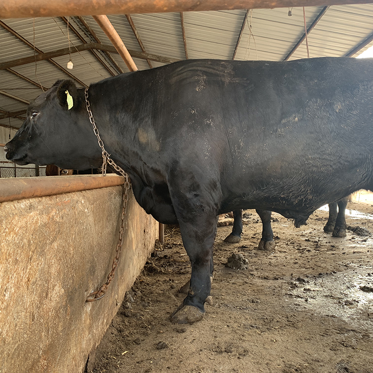 基地出安格斯牛 安格斯牛养殖场厂家 安格斯牛母牛价格 鼎荣 提供技术支持