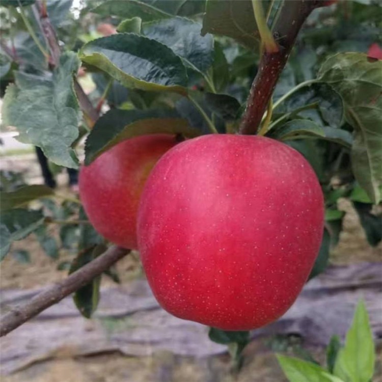 早熟藤木一号苹果苗价格信息 供应藤木一号苹果树苗品种 山东泰安兴红农业图片