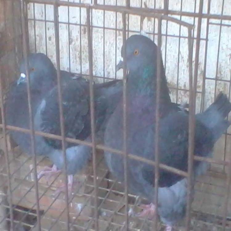 内蒙红色元宝鸽价格2021 元宝鸽子种鸽养殖  大型元宝鸽子养殖场