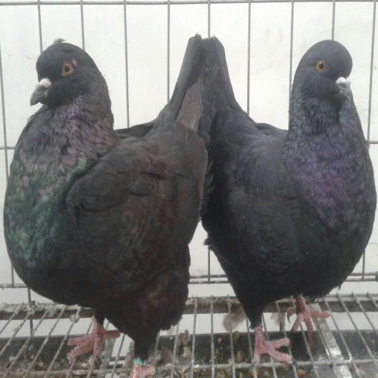 青海红色元宝鸽价格2021 元宝鸽子种鸽养殖  大型元宝鸽子养殖场