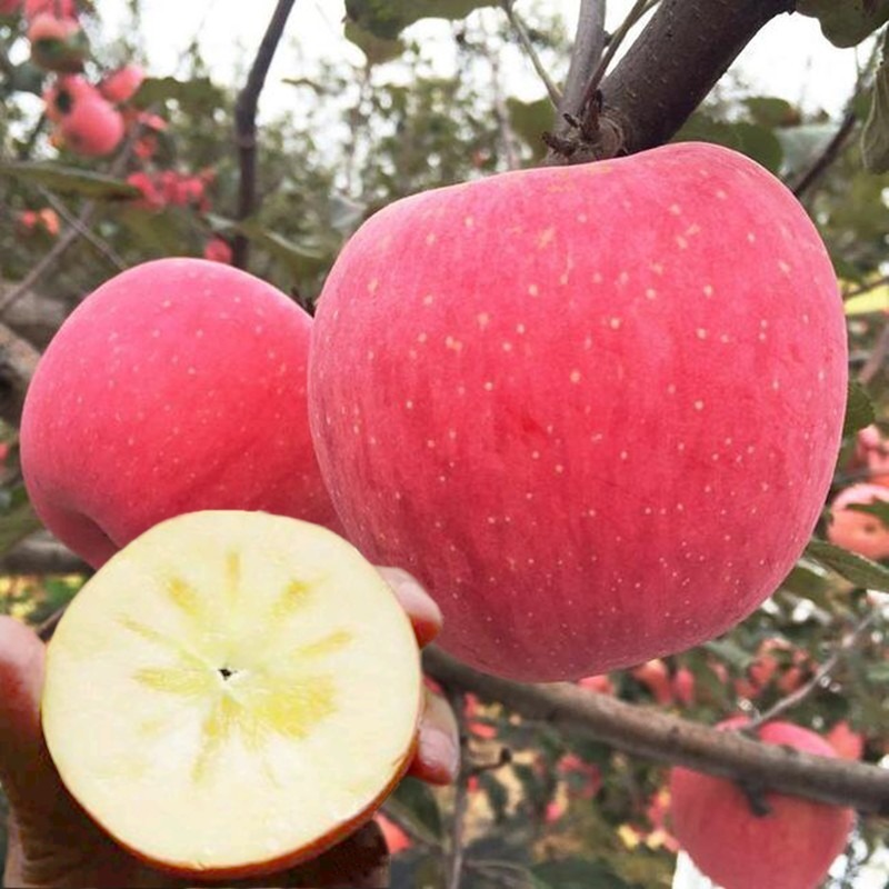 富士苹果树苗独特奶香味抗寒南北种植盆栽苹果地载当年结果苹果小苗